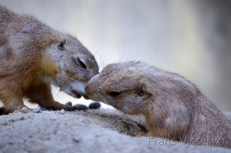 Dierentuin Emmen Mei 2014 11.JPG